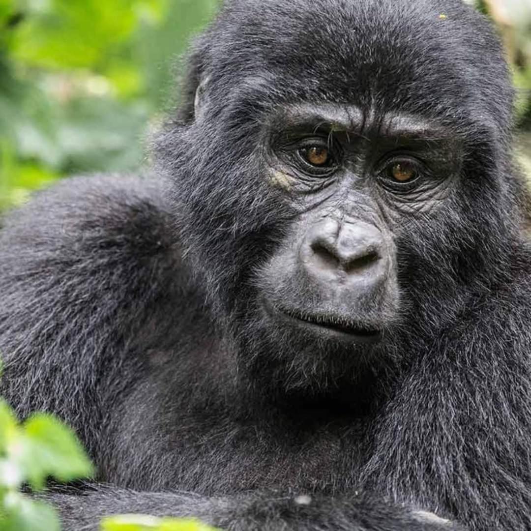 Gorilla Safari Lodge Rubuguli المظهر الخارجي الصورة