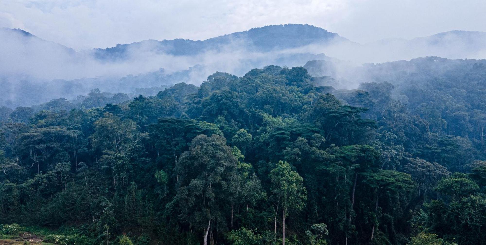 Gorilla Safari Lodge Rubuguli المظهر الخارجي الصورة