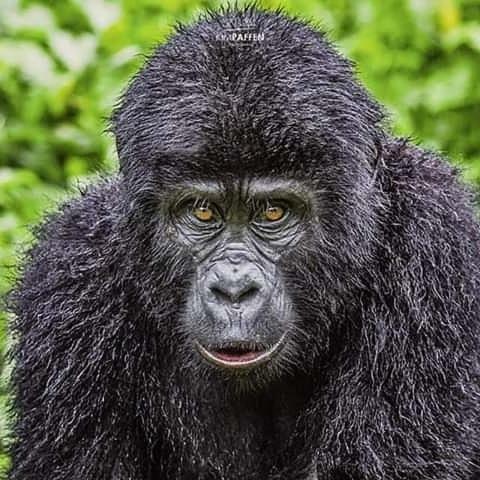 Gorilla Safari Lodge Rubuguli المظهر الخارجي الصورة