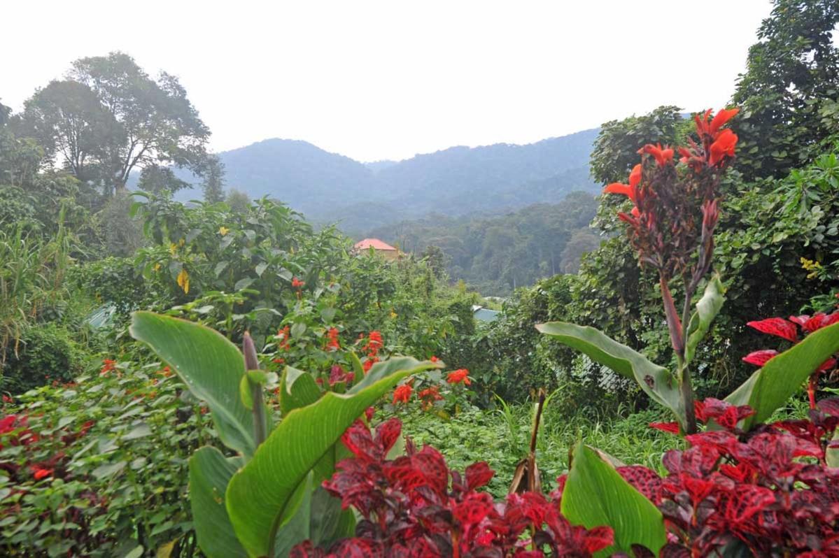 Gorilla Safari Lodge Rubuguli المظهر الخارجي الصورة